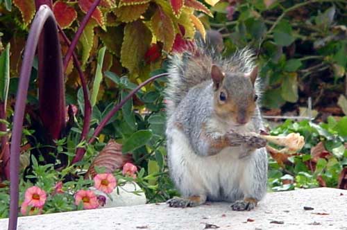Squirrel at Botanical Garden