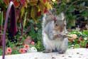 Squirrel at Botanical Garden