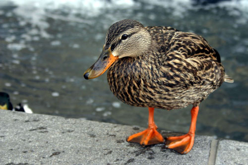 Duck at Native American Museum