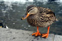 Duck at Native American Museum