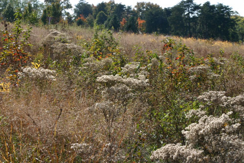 arboretum field