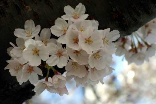 Cherry Blossoms