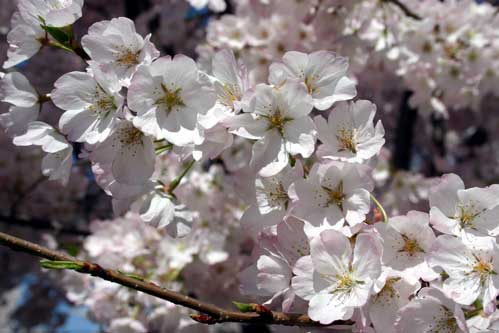 Cherry Blossoms