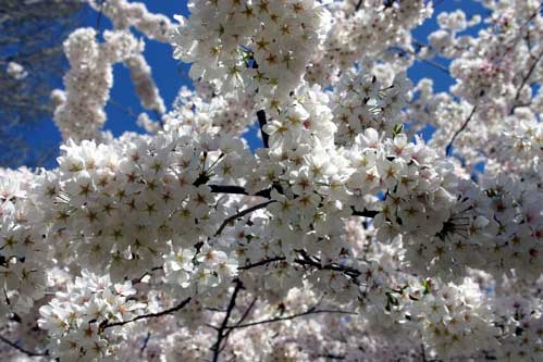 Cherry Blossoms