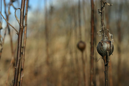 National Arboretum