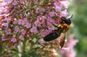 Bee on Flower