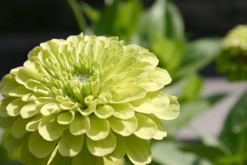 Green Geranium