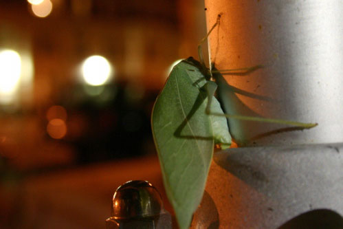 Leaf Bug Thingy