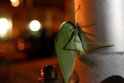 Leaf Bug Thingy