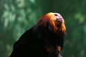 Gold Lion Tamarin