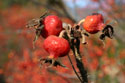 National Arboretum