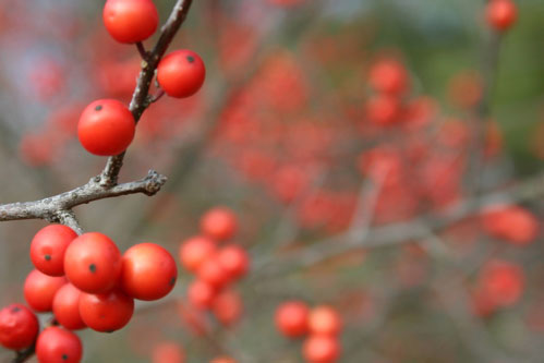 National Arboretum