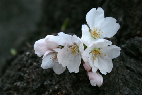 Cherry Blossoms