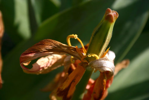 funky flower