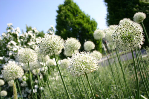 flowers