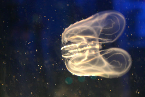 comb jelly