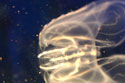 comb jelly