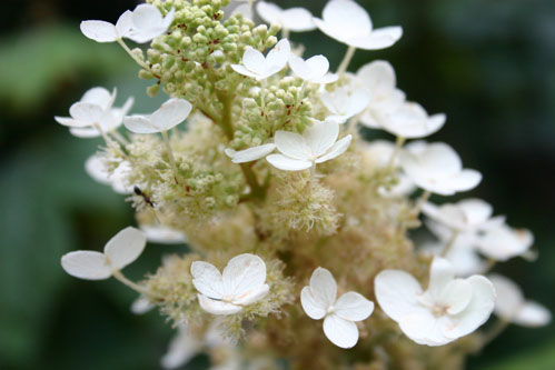 white flowers