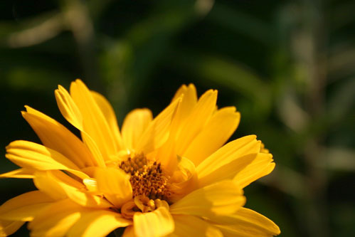 yellow flower