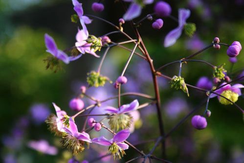 wittle flowers (title © Sarah Baker)