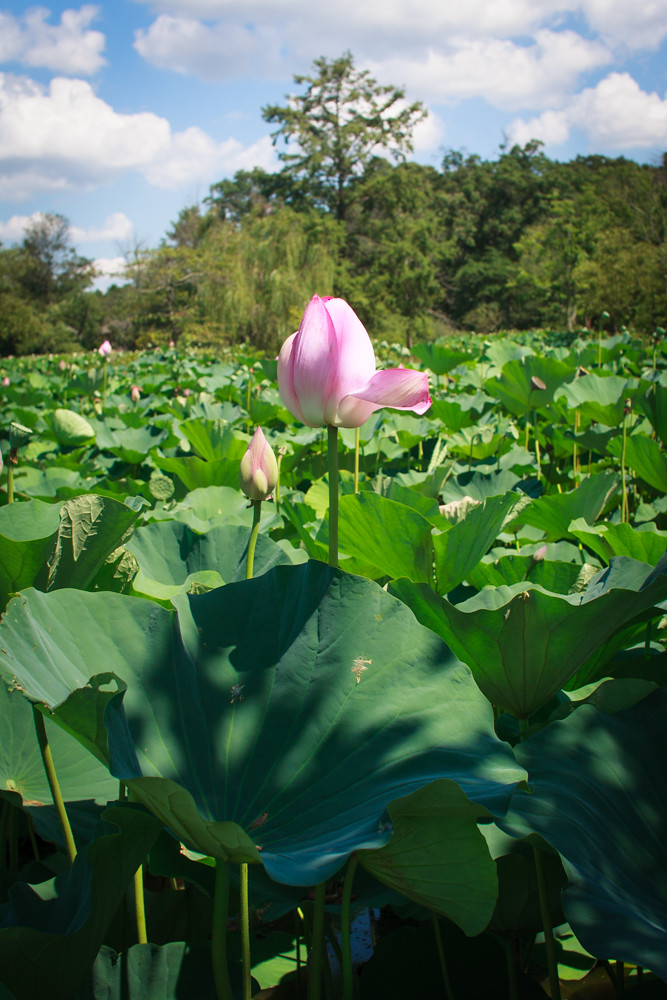 Kenilworth Park and Aquatic Gardens