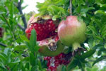 DSC09128.JPG